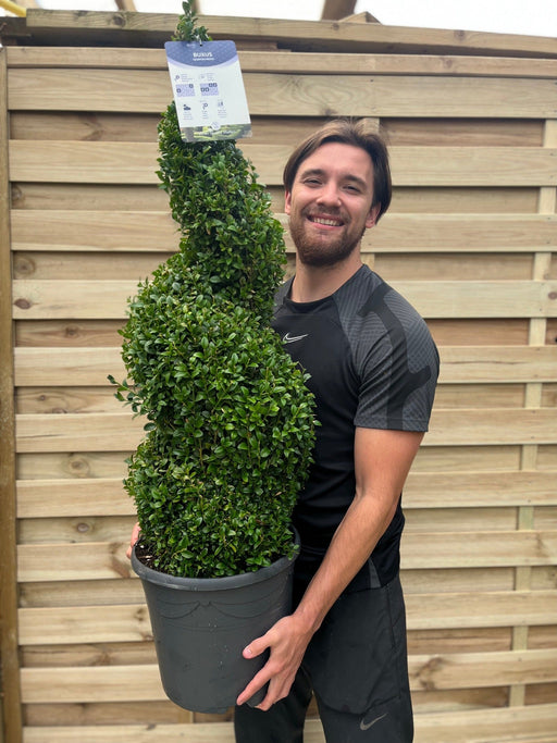 Buxus Spiral 1.2m | Buxus sempervirens Topiary | Box Spiral -