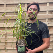 Miscanthus sinensis 'Little Zebra' Grass 9cm/2L -