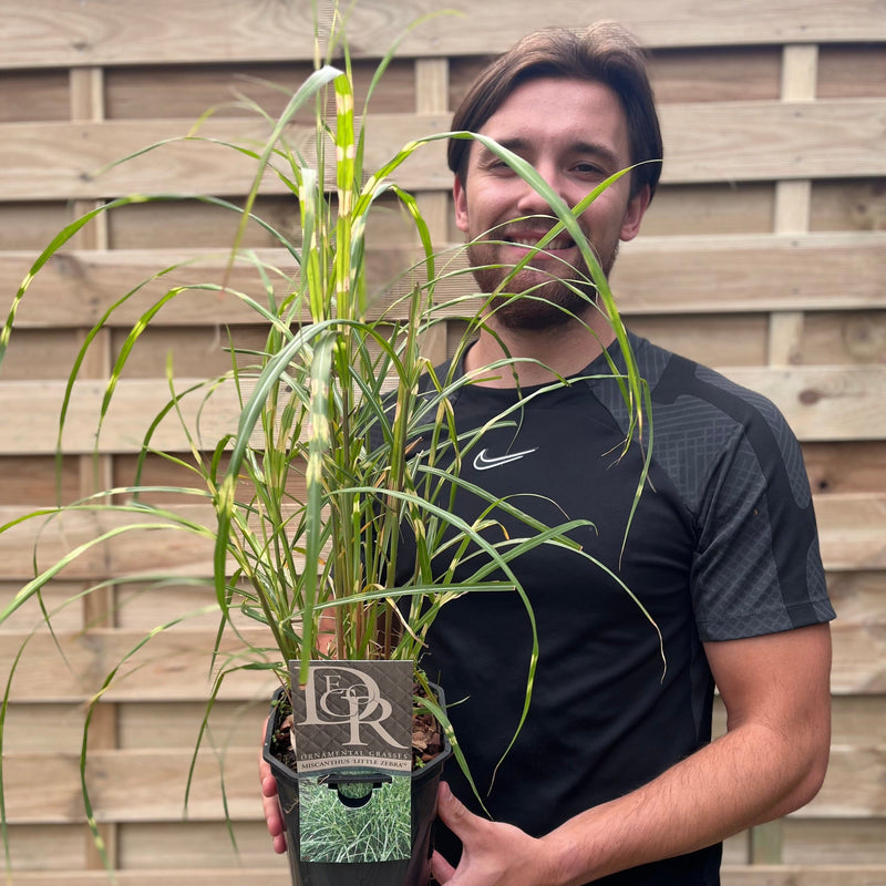 Miscanthus sinensis 'Little Zebra' Grass 9cm/2L -