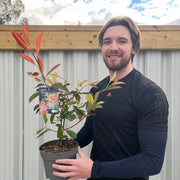 Photinia x fraseri 'Red Robin' 2L (60cm) -