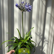 Agapanthus 'Summer Love' 2L -