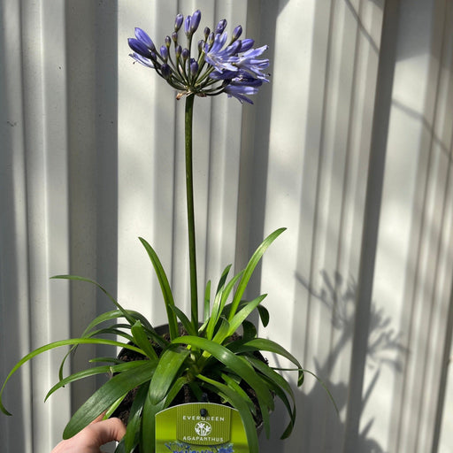 Agapanthus 'Summer Love' 2L -
