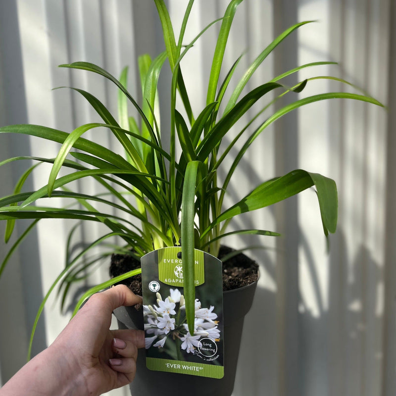 Agapanthus 'Ever White' 2L -