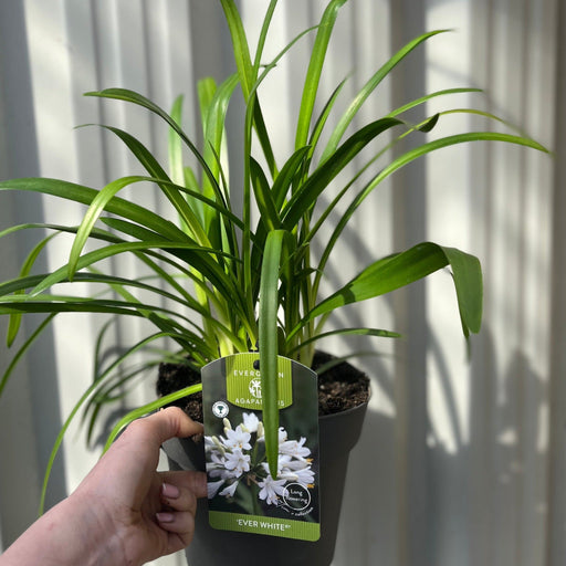 Agapanthus 'Ever White' 2L -