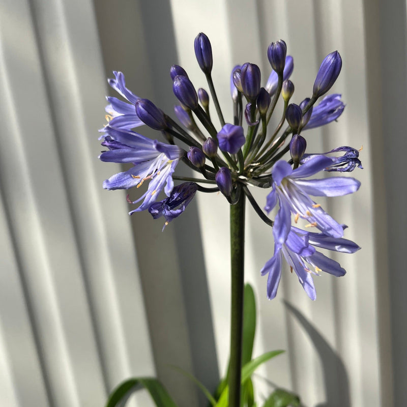 Agapanthus 'Summer Love' 2L -