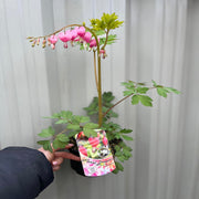 Dicentra Spectabilis 'Bleeding Heart' Pink (6cm - 2L) -