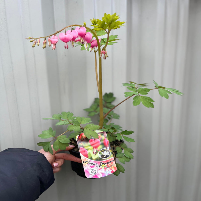 Dicentra Spectabilis 'Bleeding Heart' Pink (6cm - 2L) -