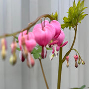 Dicentra Spectabilis 'Bleeding Heart' Pink (6cm - 2L) -