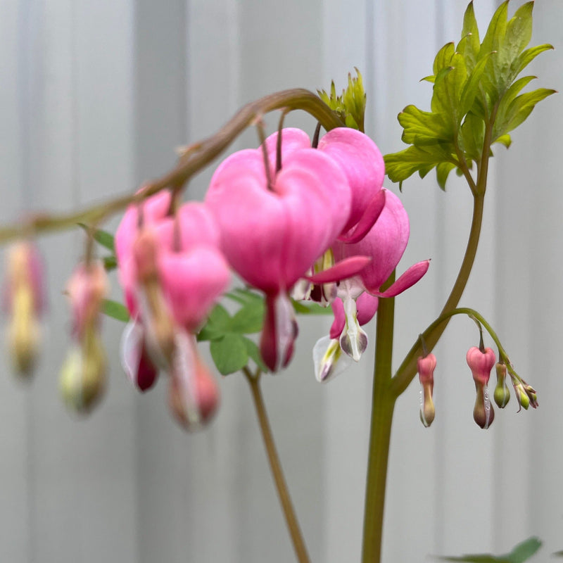 Dicentra Spectabilis 'Bleeding Heart' Pink (6cm - 2L) -