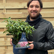 Kalmia latifolia 'Tiddlywinks' 3L -