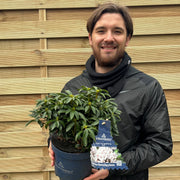 Kalmia latifolia 'Elf' 3L -