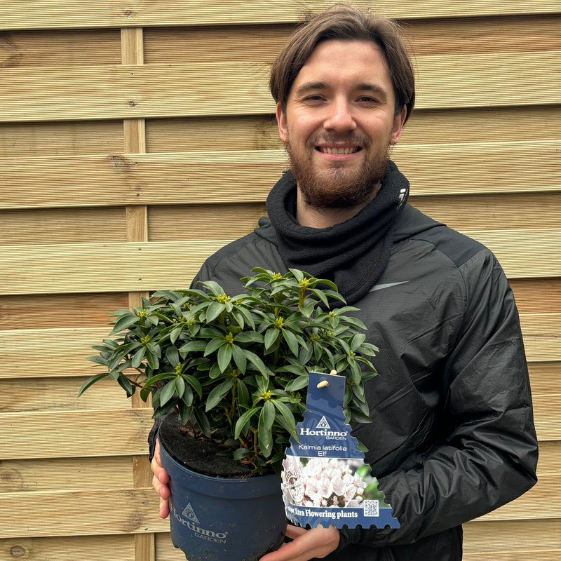 Kalmia latifolia 'Elf' 3L -