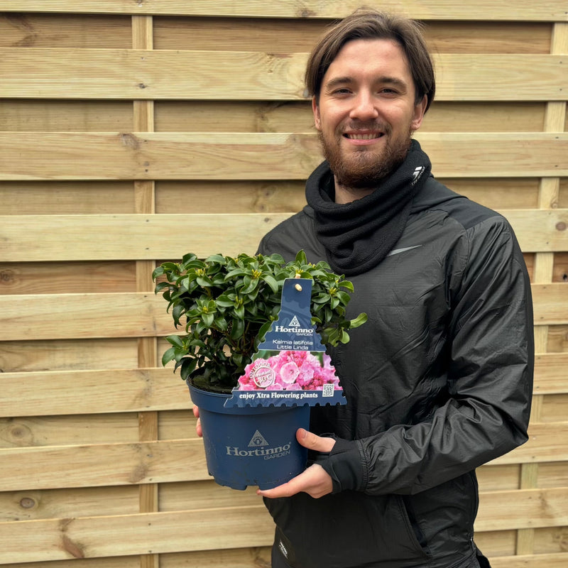 Kalmia latifolia 'Little Linda' 3L -