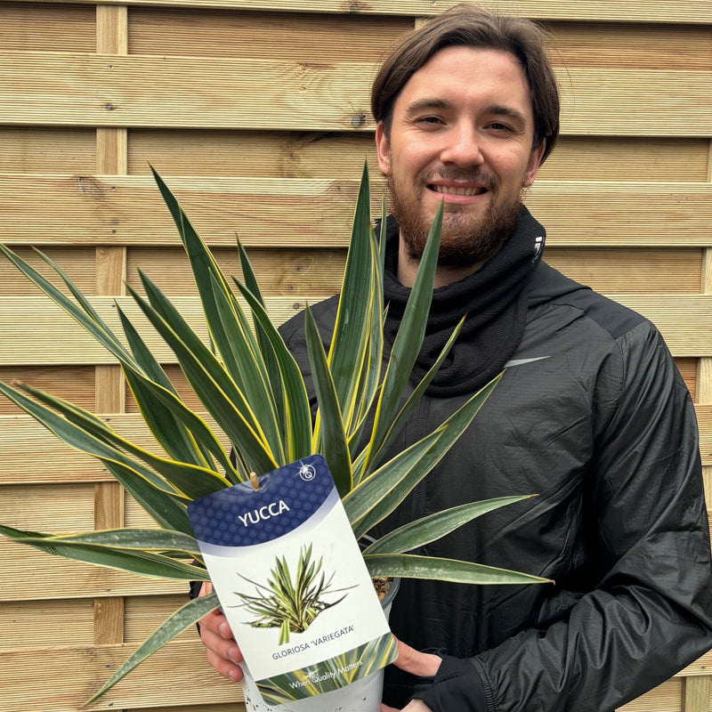 Yucca 'Gloriosa' Variegata 9cm / 3L / 7.5L -