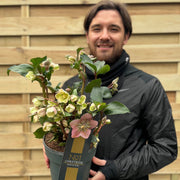 Hellebore 'Angel Glow' 3L -