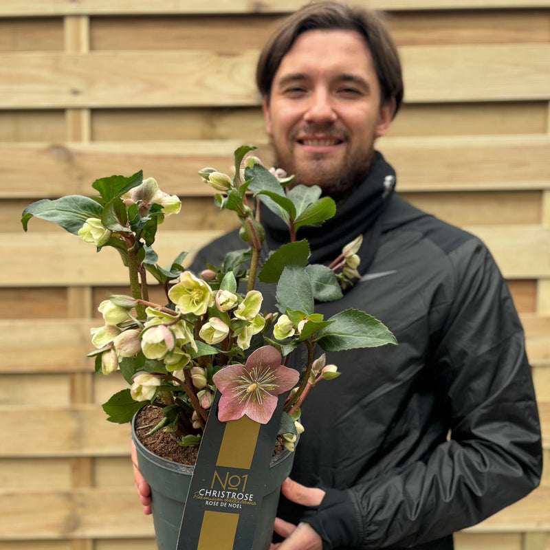 Hellebore 'Angel Glow' 3L -