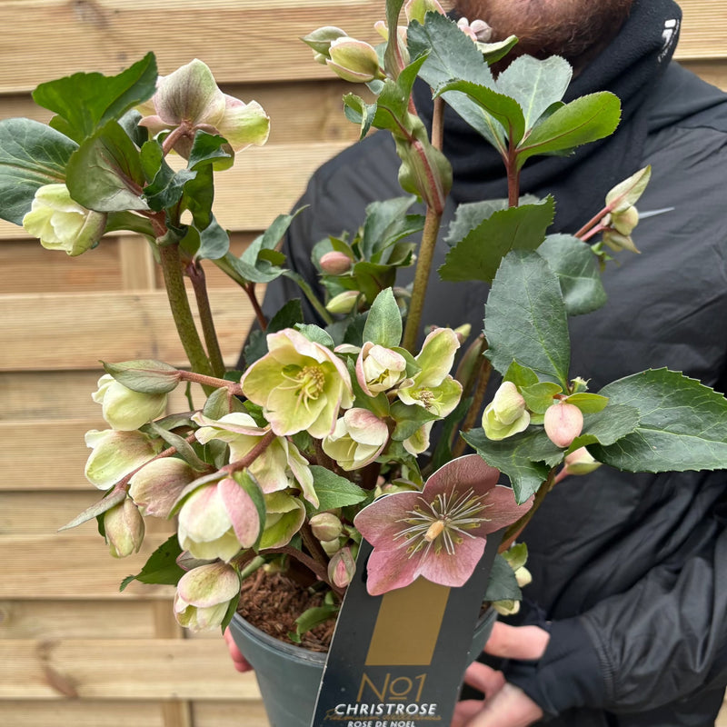 Hellebore 'Angel Glow' 3L -