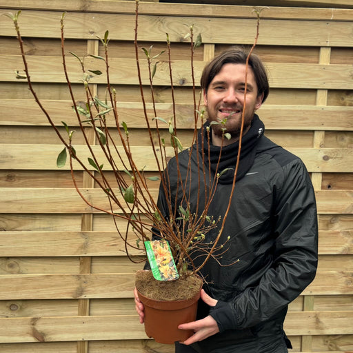 Azalea knaphill 'Pentanthera Agnes' 3L -