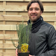 Cytisus x praecox 'Allgold' 2L -