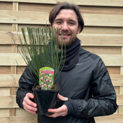 Cytisus 'Zeelandia' Broom -