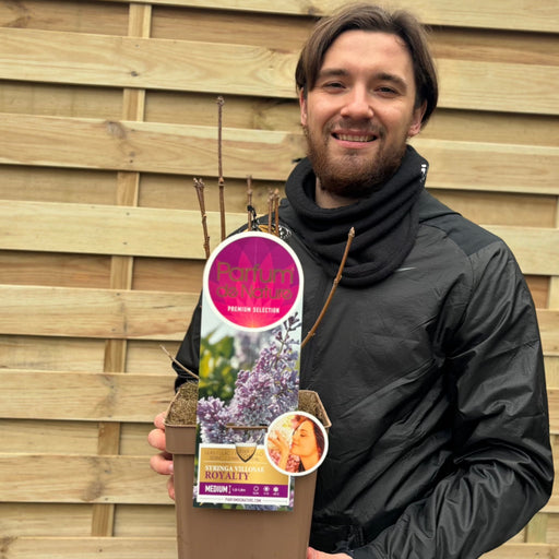 Syringa prestoniae 'Royalty' 4L -