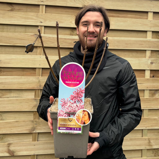 Syringa villosae 'Miss Canada' 4L -