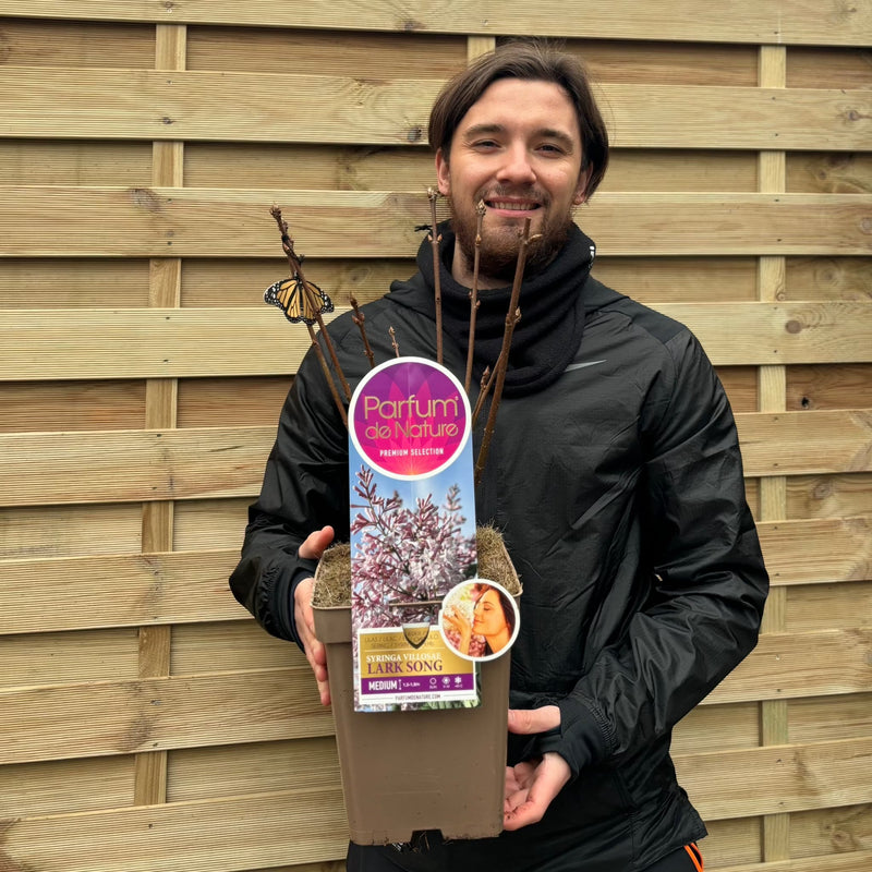 Syringa villosae 'Larksong' 4L -