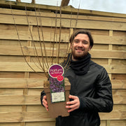 Syringa Bloomerang Purple (Reblooming Lilac) 3L/7.5L -