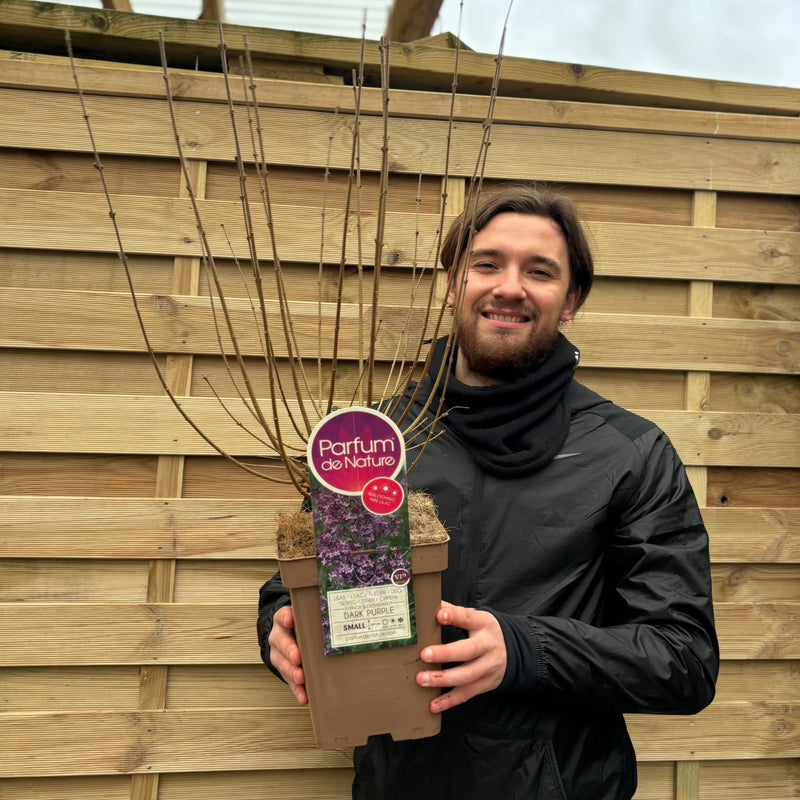 Syringa Bloomerang Purple (Reblooming Lilac) 3L/7.5L -