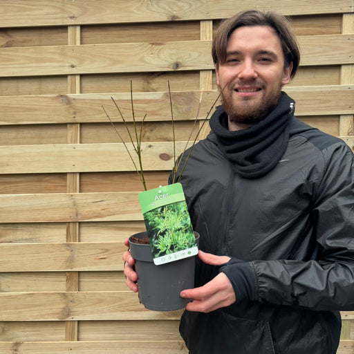 Acer palmatum 'Emerald Lace' 2L -