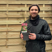 Acer palmatum 'Atropurpureum' 10.5cm-130L -