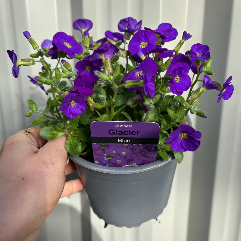 Aubretia 'Glacier Blue' 1L -