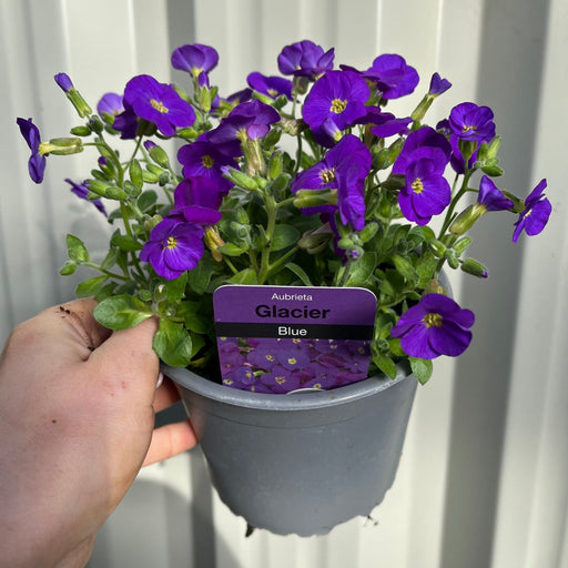 Aubretia 'Glacier Blue' 1L -