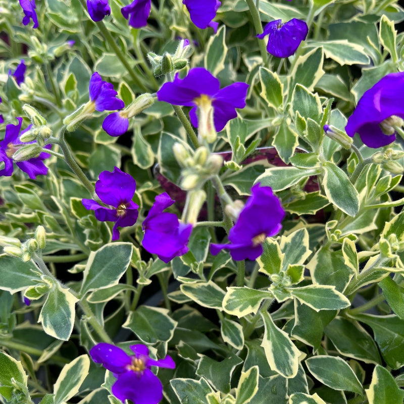 Aubretia deltoidea 'Doctor Mules' 1.5L -