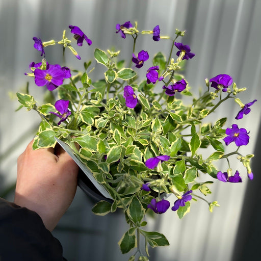 Aubretia deltoidea 'Doctor Mules' 1.5L -