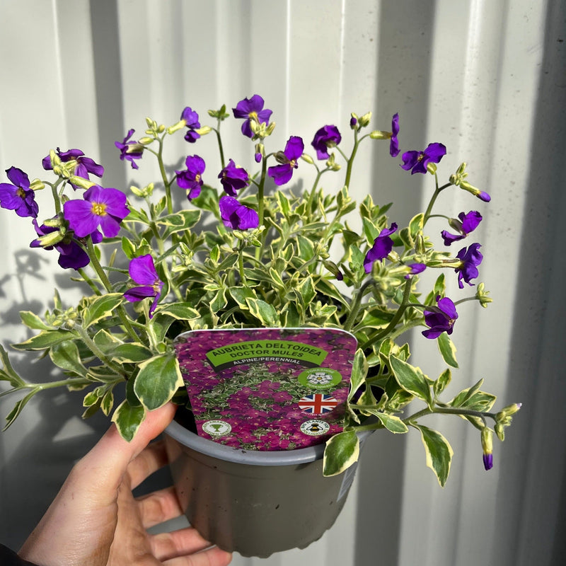 Aubretia deltoidea 'Doctor Mules' 1.5L -