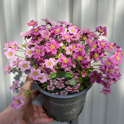 Saxifraga x Arendsii 'Alpino Pink' Perennial 14cm, 1.5L -