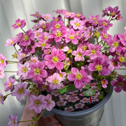 Saxifraga x Arendsii 'Alpino Pink' Perennial 14cm, 1.5L -