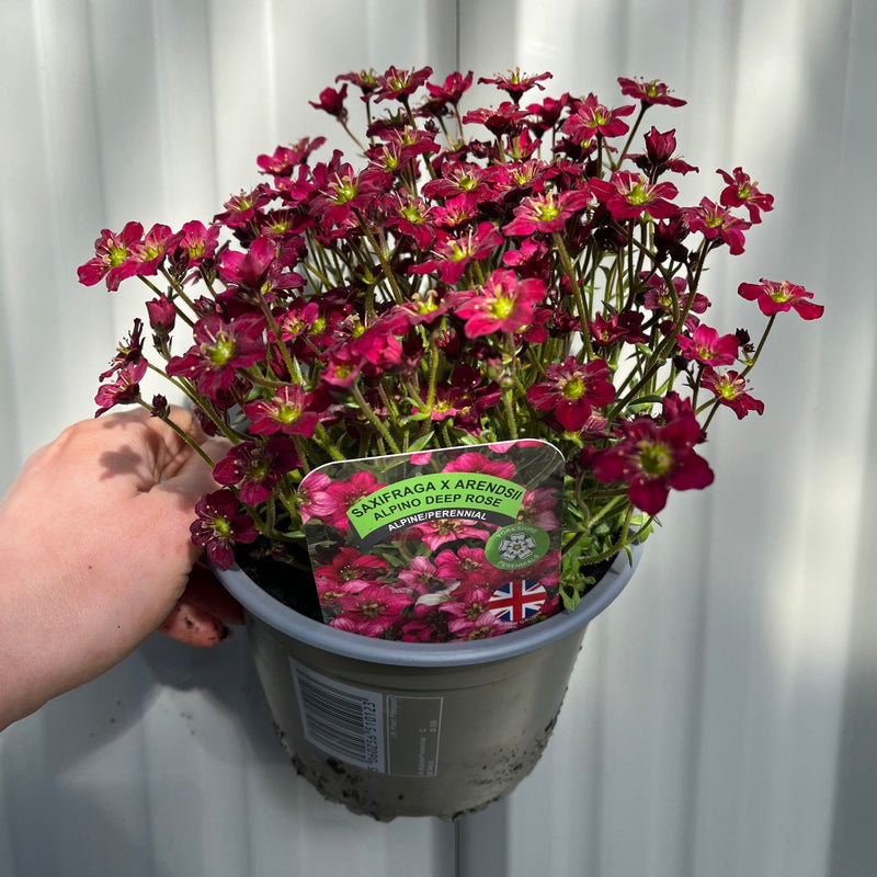 Saxifraga x Arendsii Alpino Deep Rose 1.5L -
