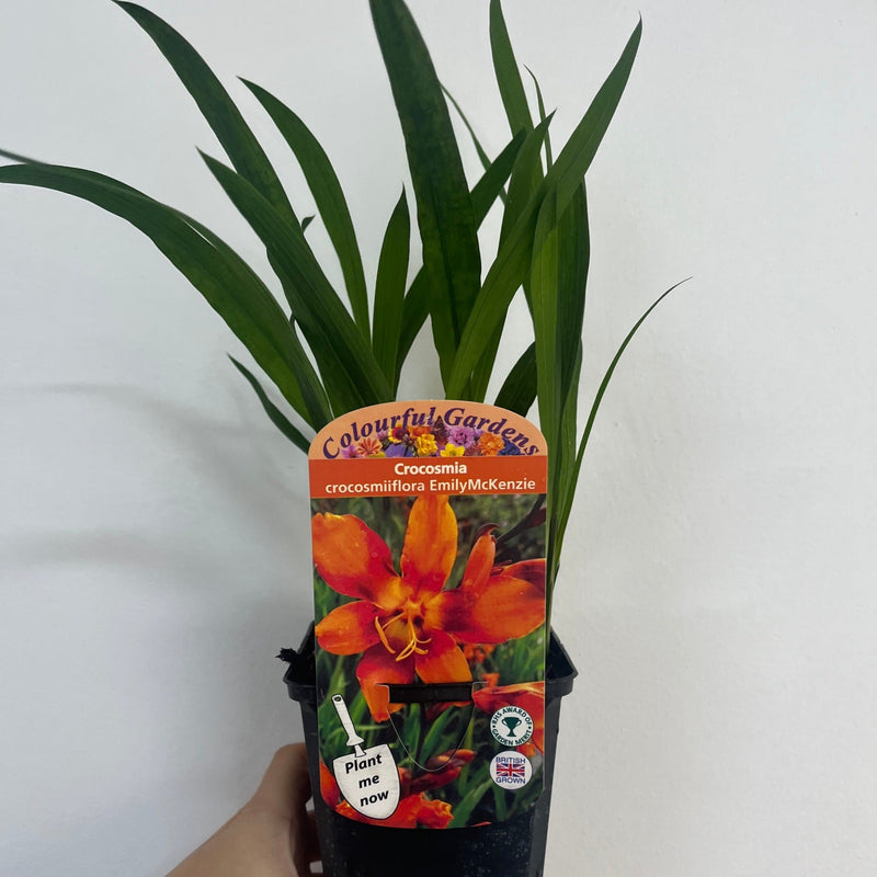 Crocosmia x crocosmiiflora 'Emily Mckenzie' 9cm/2L -