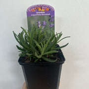 Lavender angustifolia 'Munstead' 9cm/1.5L -