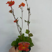 Geum coccineum 'Tosai' 9cm -