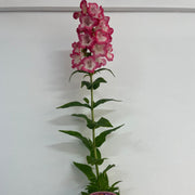 Penstemon 'Hewells Pink' 9cm/1.5L -