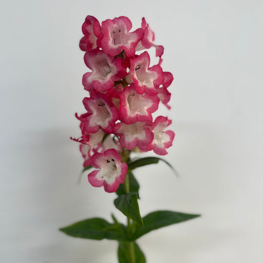 Penstemon 'Hewells Pink' 9cm/1.5L -