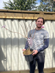 Magnolia x loebneri 'Leonard Messel' -
