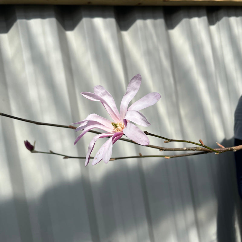 Magnolia x loebneri 'Leonard Messel' -