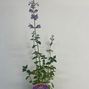 Nepeta Six Hills Giant 9cm/11cm/2L -
