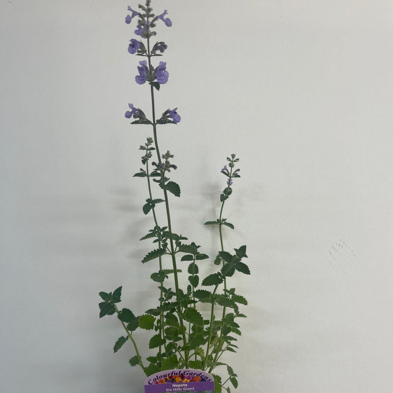 Nepeta Six Hills Giant 9cm/11cm/2L -