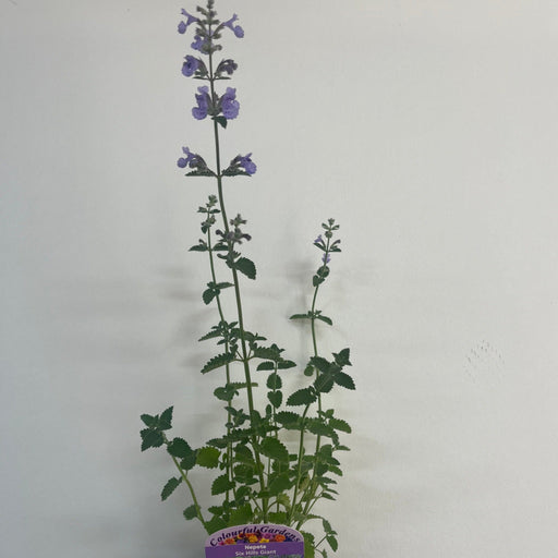Nepeta Six Hills Giant 9cm/11cm/2L -