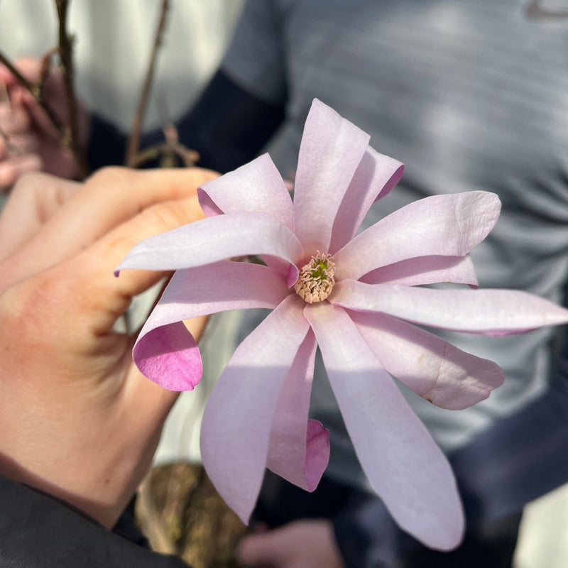 Magnolia x loebneri 'Leonard Messel' -